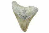 Fossil Megalodon Tooth - Serrated Blade #365007-1